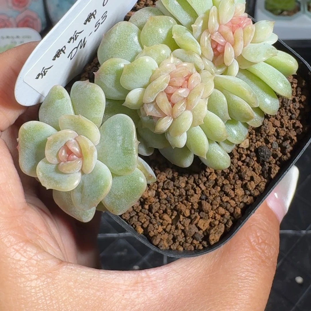 0726-053-彩色恋人缀