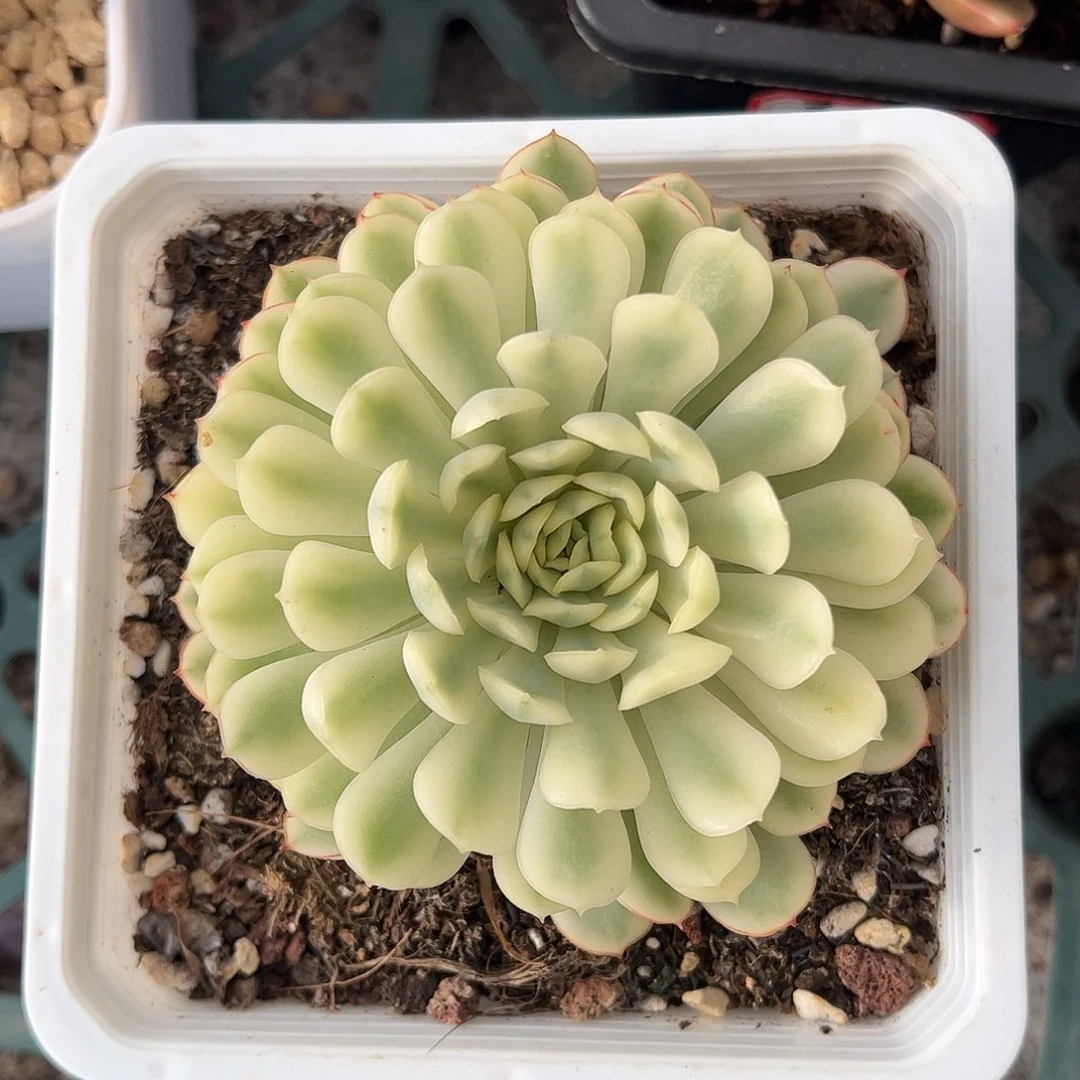梦幻玫瑰超白锦 婕宝一物一拍
