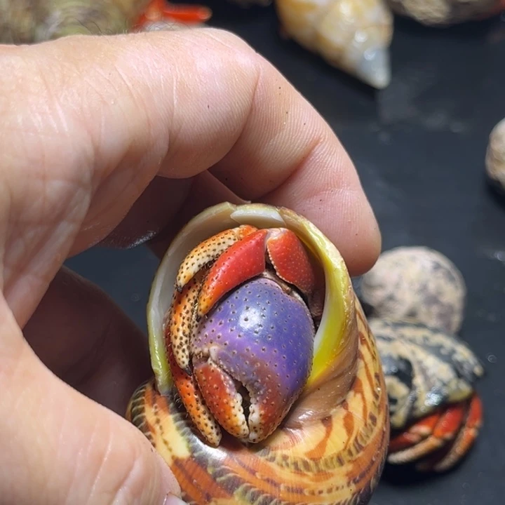 西伯2.8口径，祎缘寄居蟹