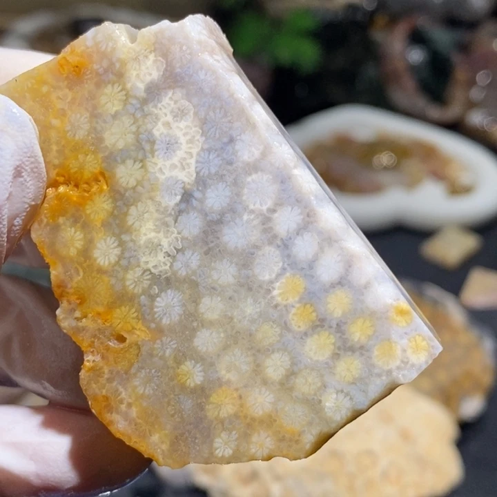 【闪购商品】未镶嵌珊瑚玉硅化玉