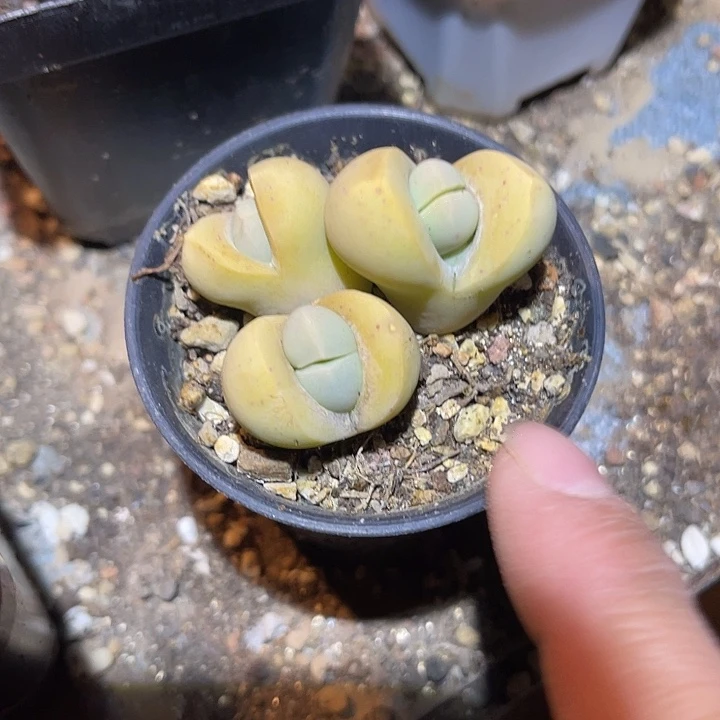 满38包邮2天凑单，脱土晾根发货多肉植物