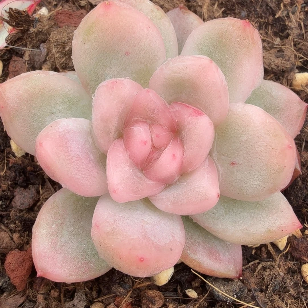 冰月亮锦，多肉植物