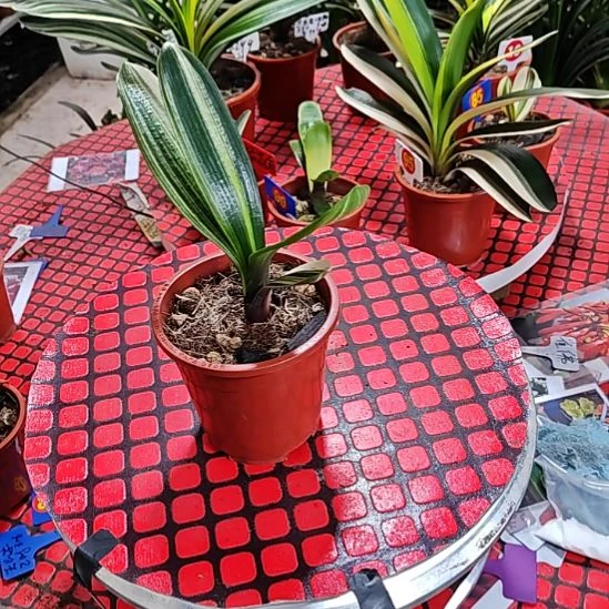 完全开放君子兰花0587