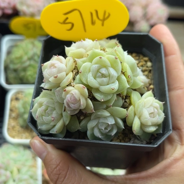 珠光肥圆包麦秆群5714