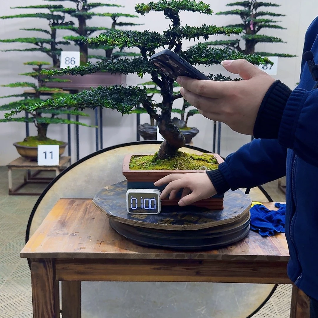 无花朵珍珠红芽罗汉松造型盆景