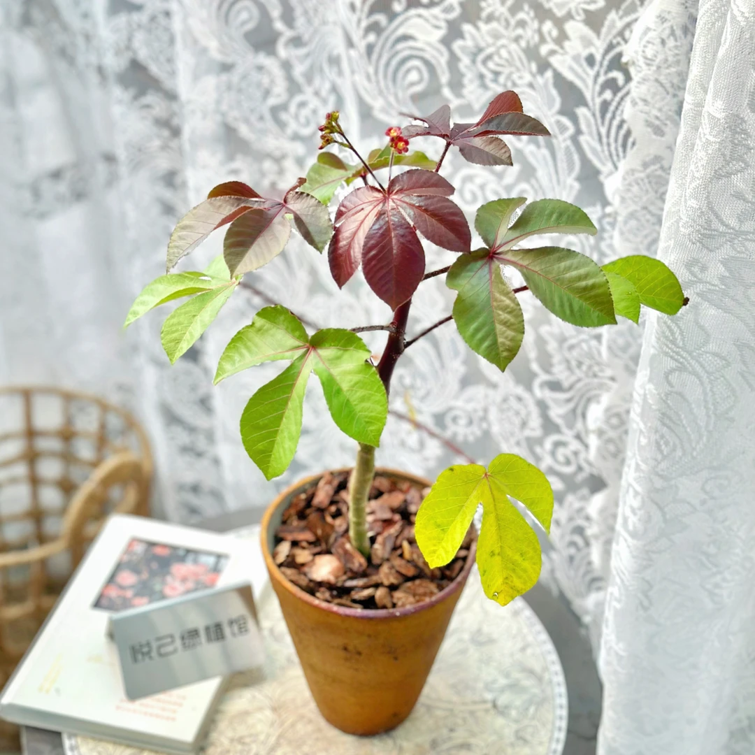 棉叶珊瑚花红叶麻风树新鲜麻枫树麻疯芙蓉木根枝叶苗客厅阳台