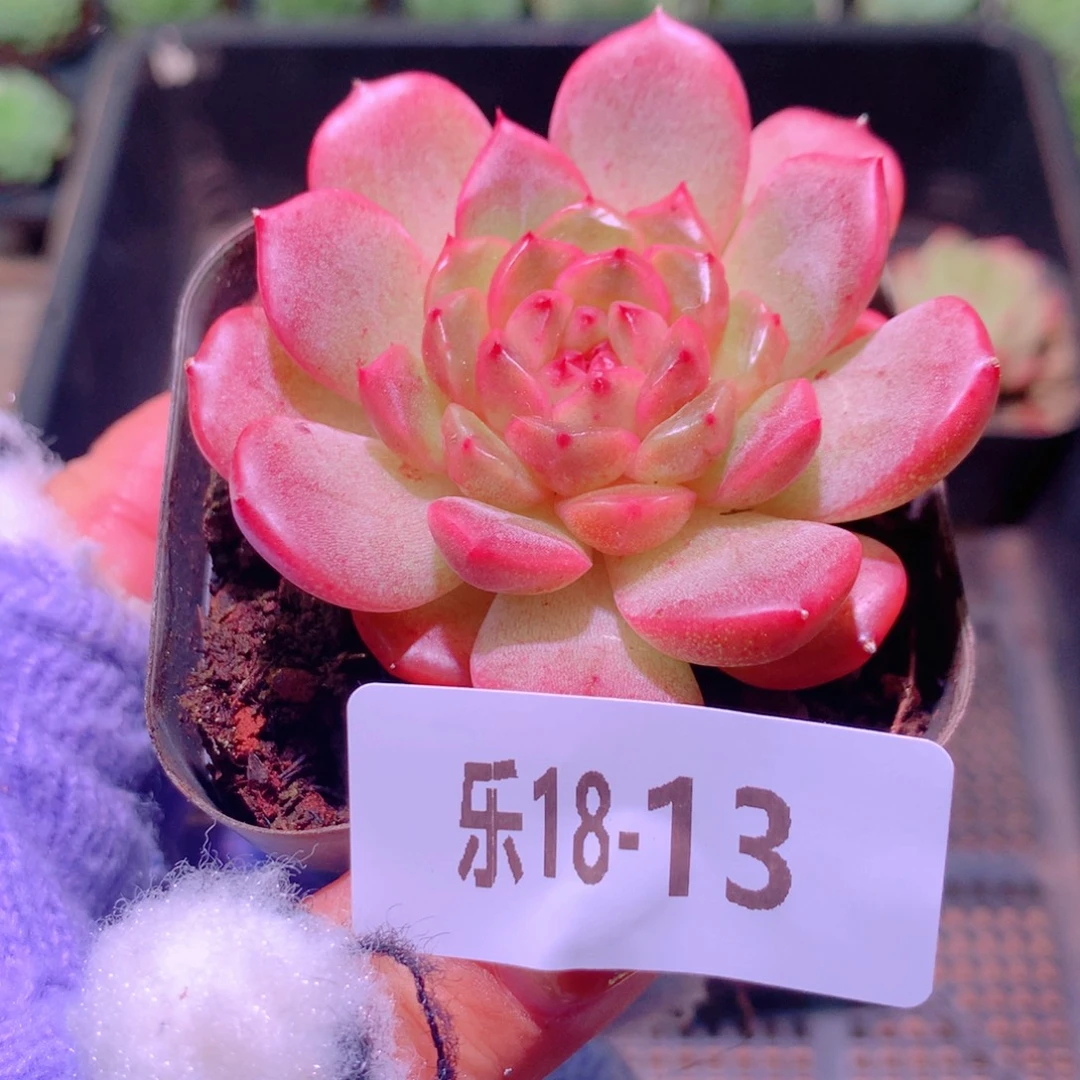 乐然18-13 灵翠单头