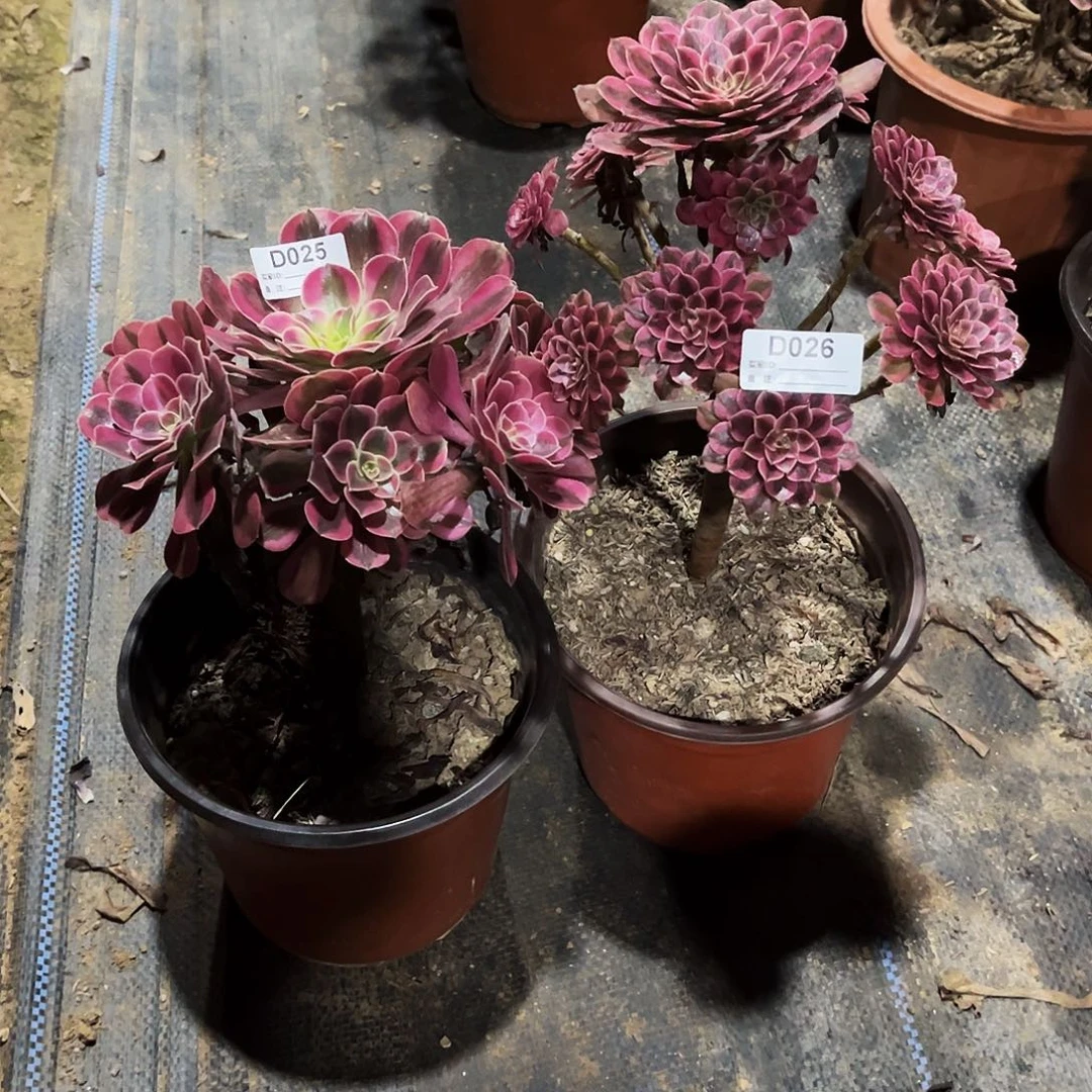 无花朵多肉植物025.026美杜莎，黑铜白