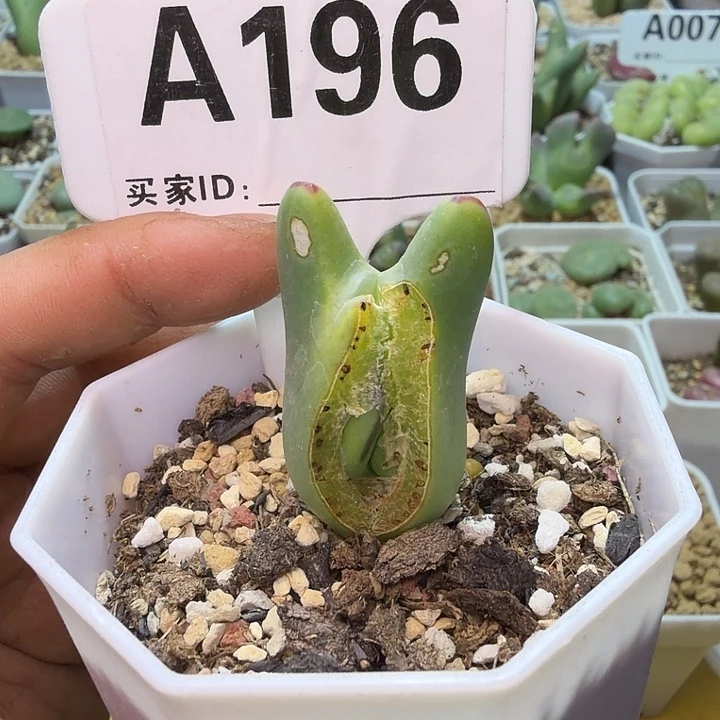 菊***196。满38包邮肉锥