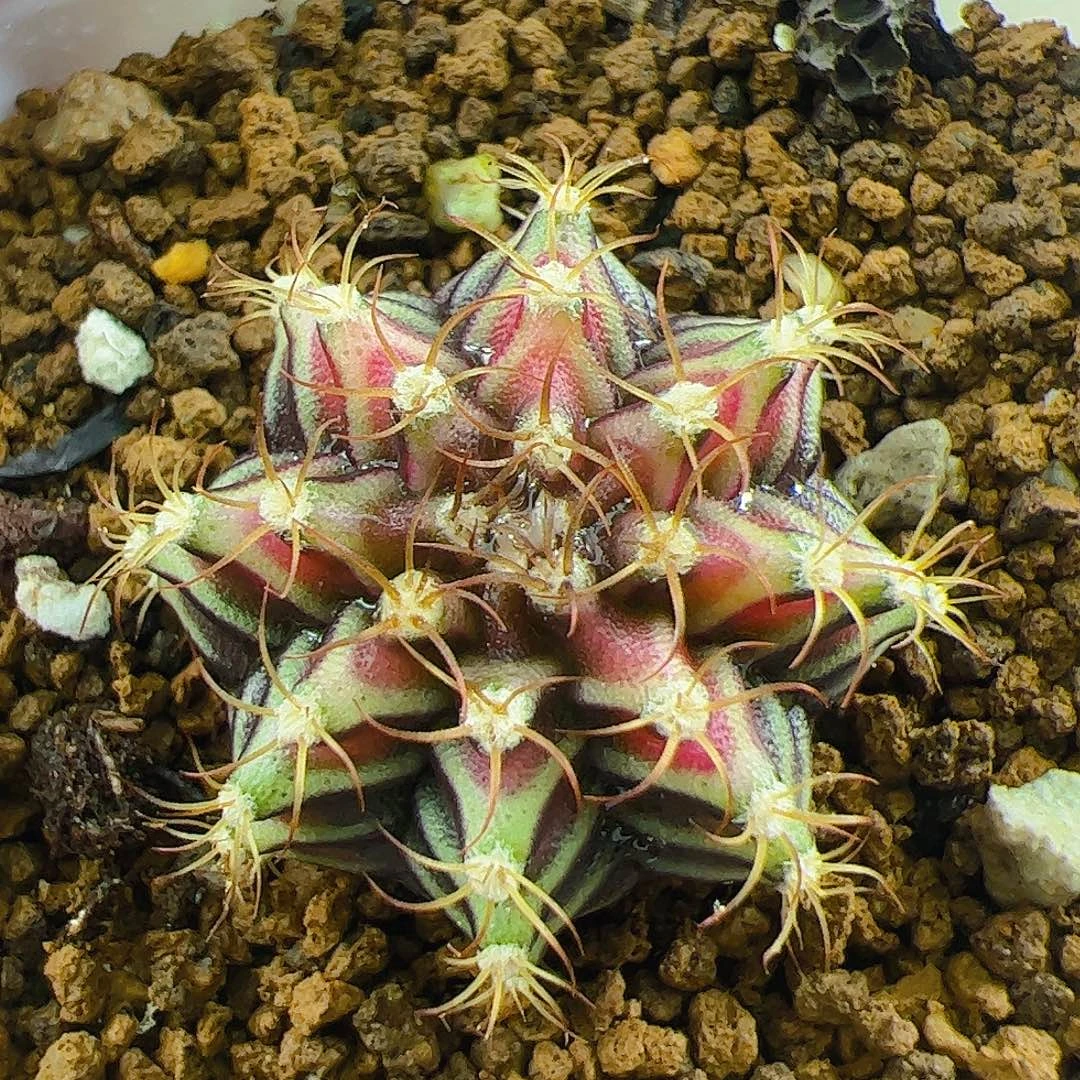 当前无花栽培后可以开花129