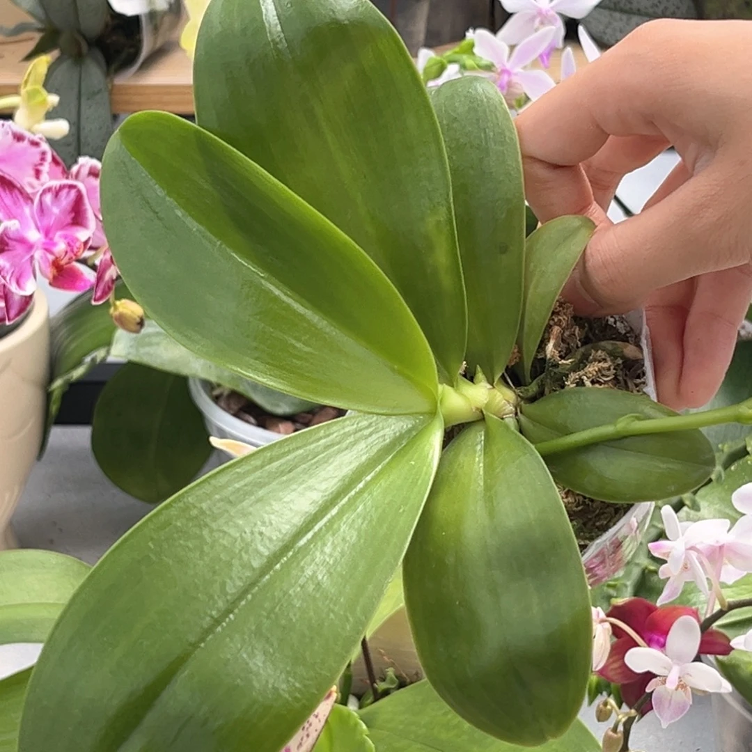 无花朵2.5寸黄金斑马抽梗苗