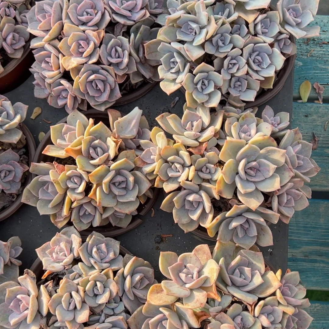 白糖2颗，110杯无砍