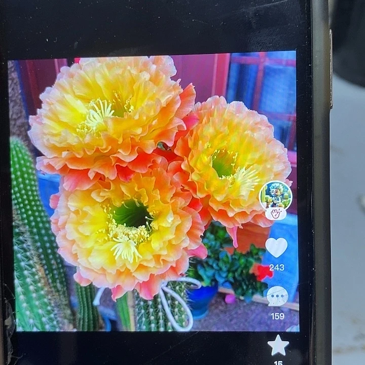 倾城之恋侧芽四公分