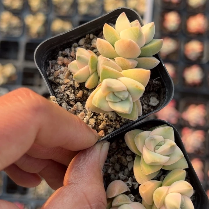 纪之川锦群一颗量拍多肉满20包邮初7发