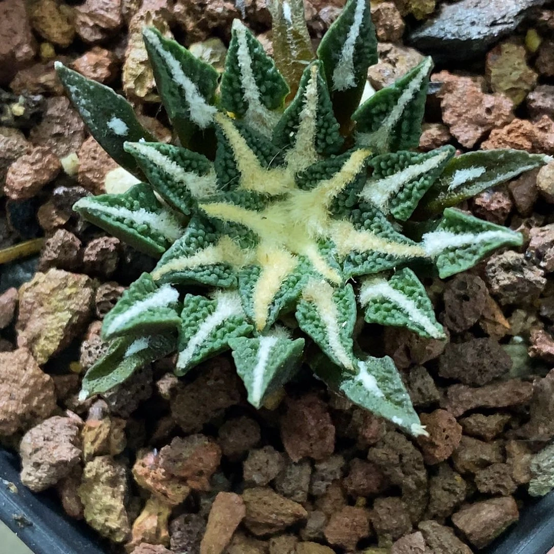 孤品实生特选株满尤大尤黑牡丹3.8cm