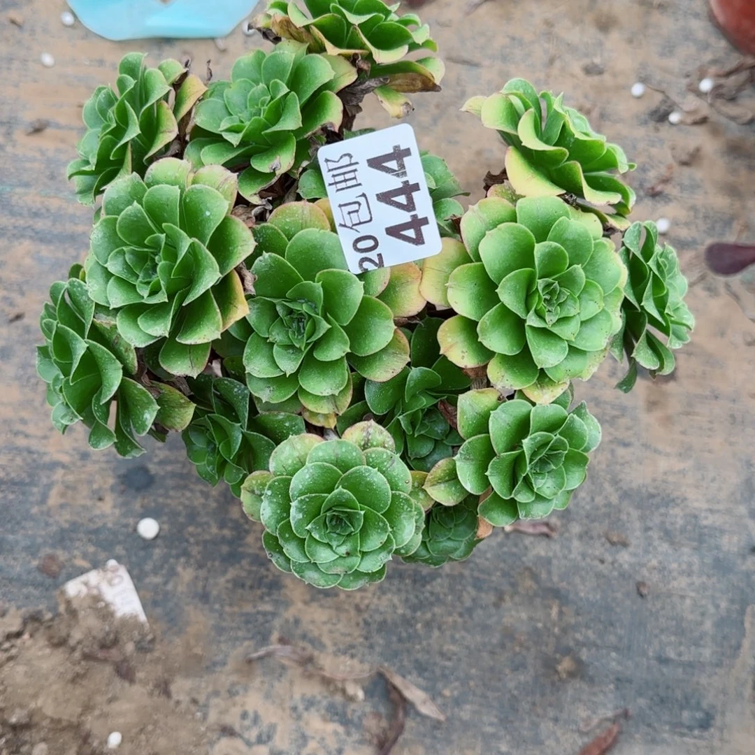 蓝色妖姬444满20包邮断枝不包