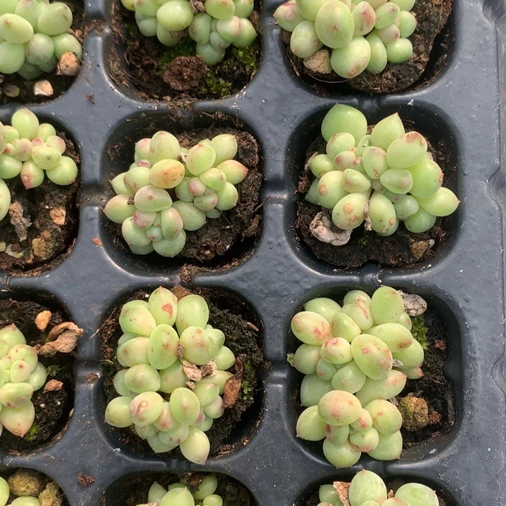 绿豆奶群随机发满18包邮