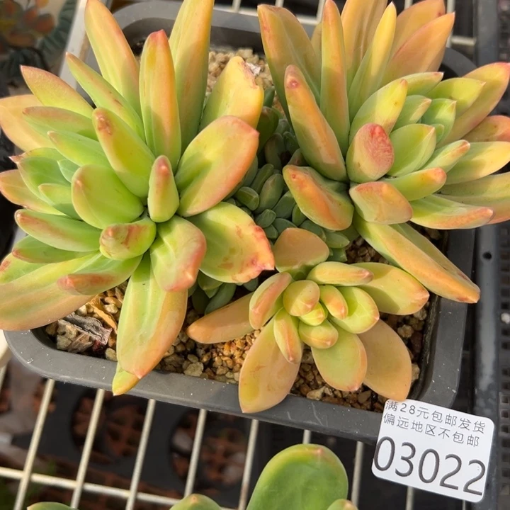 幸运儿是一位非常优秀且非常有