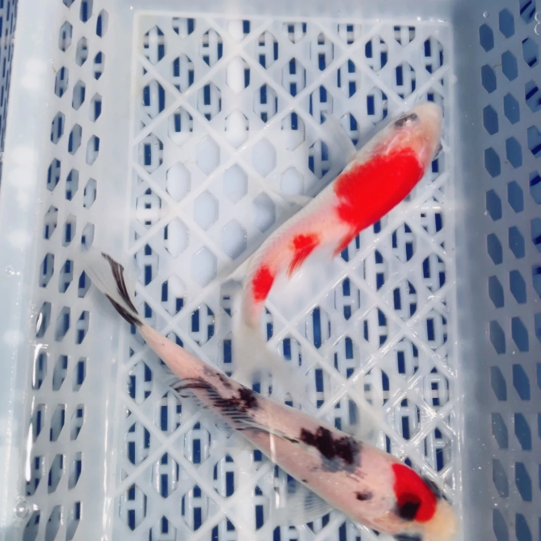 锦鲤观赏锦鲤鱼123