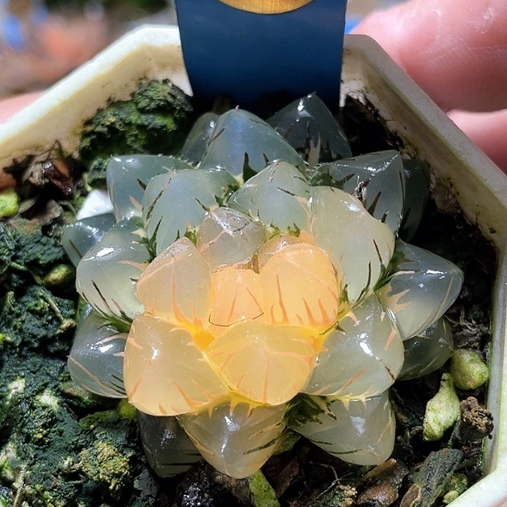 619水中月一物一拍