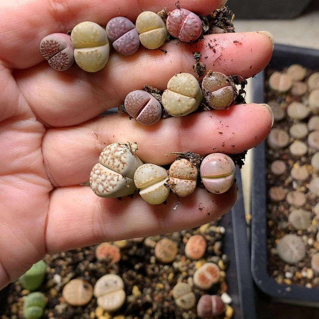 °A490多肉植物保护研究所