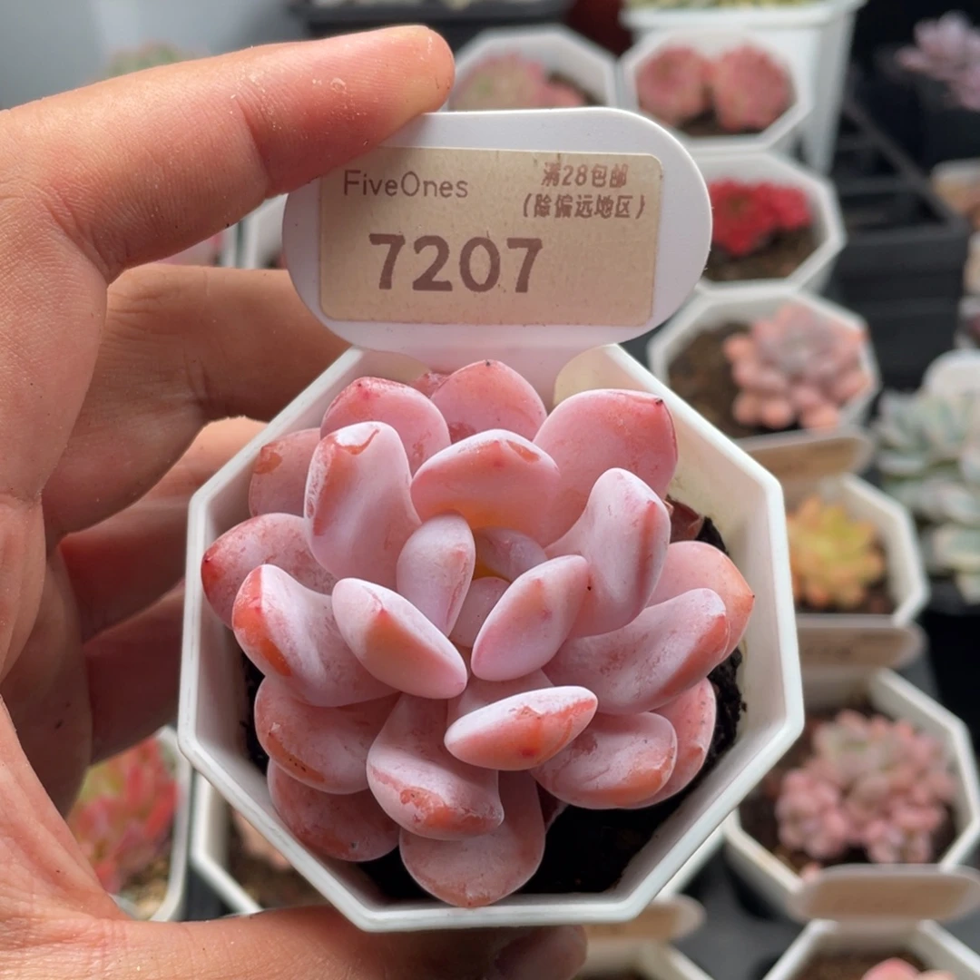 雪梦7207-6.0厘米