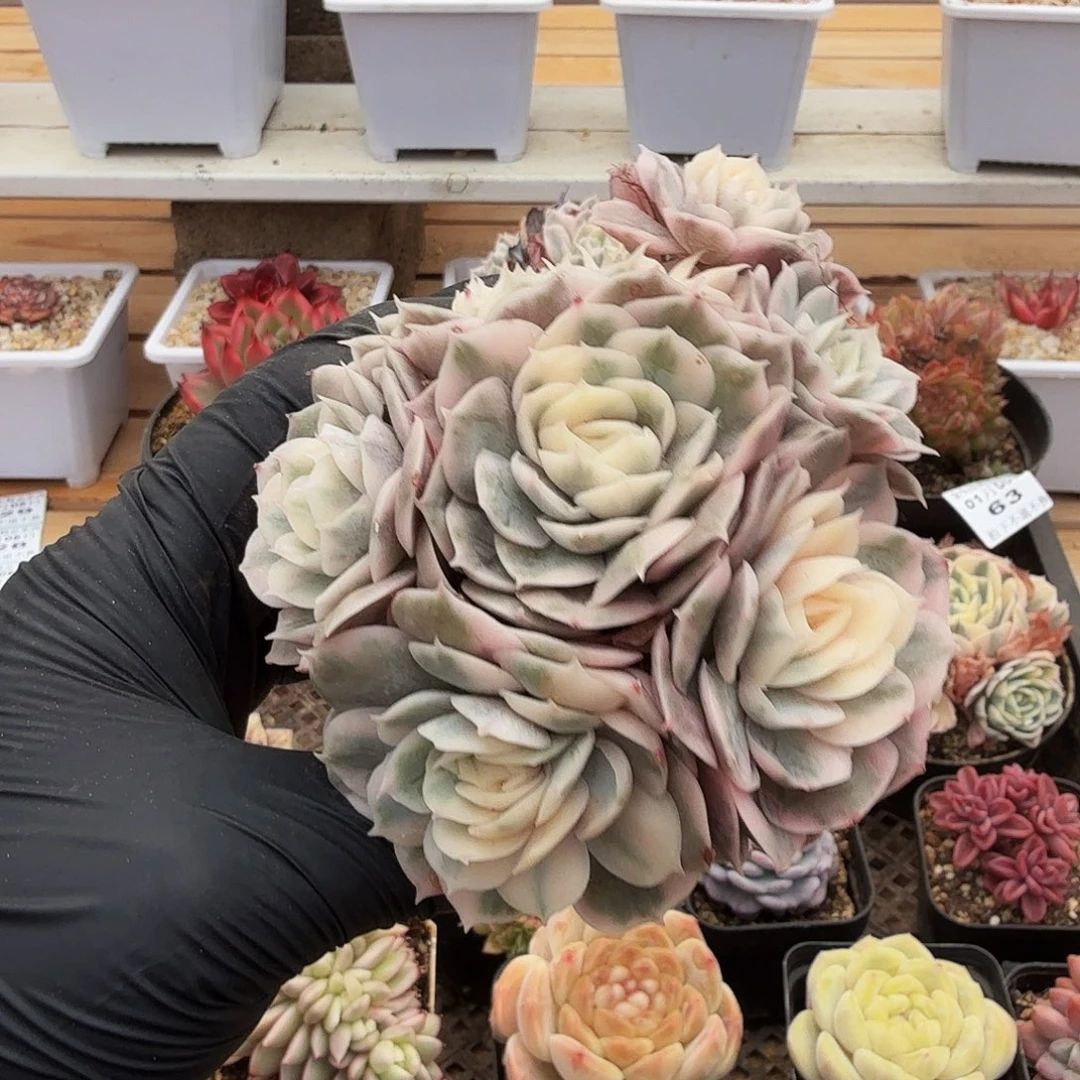 0105-64昂斯诺锦群