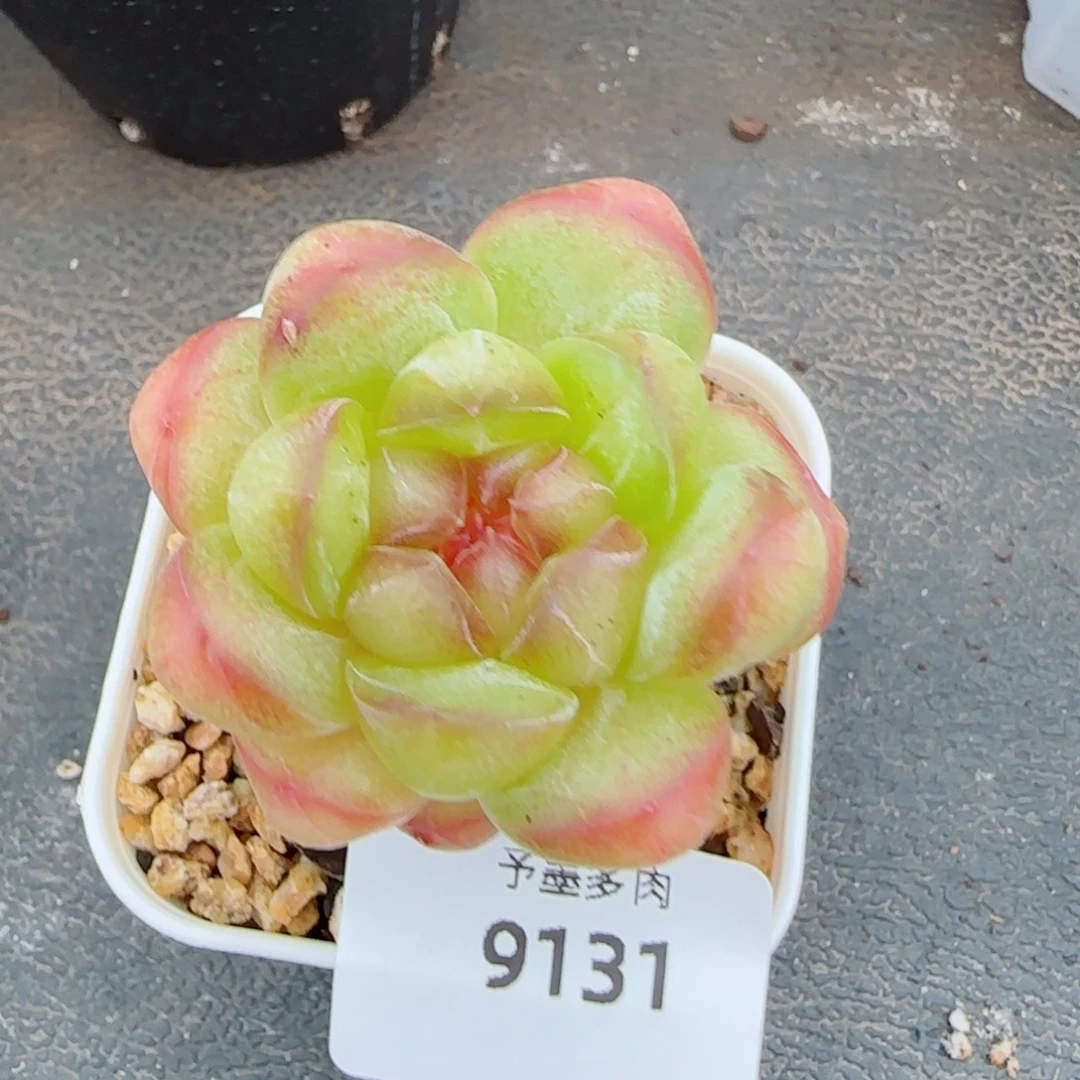甜茶，9131多肉植物