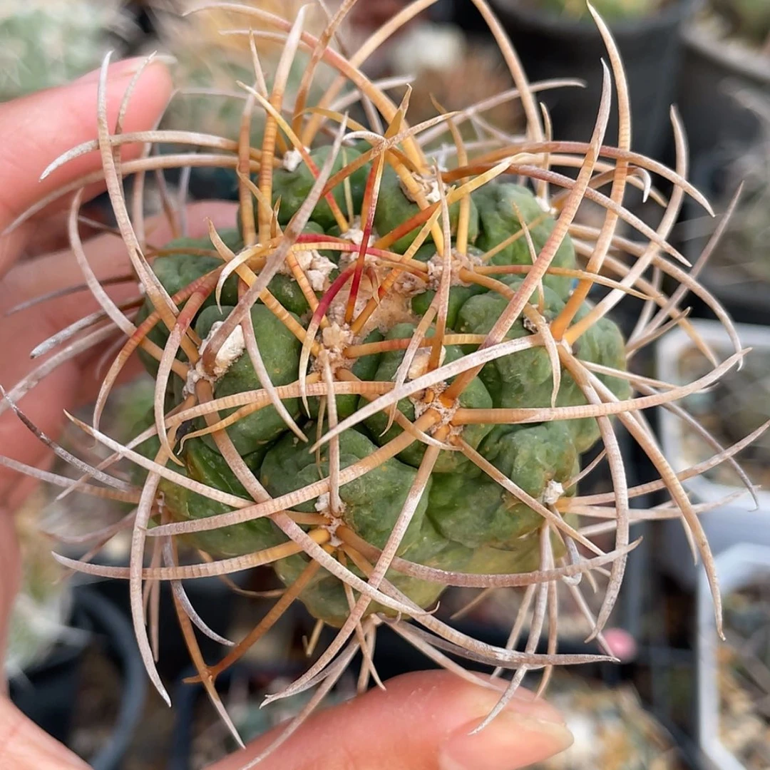 【闪购商品】高木菲冠龙冒根芽6666