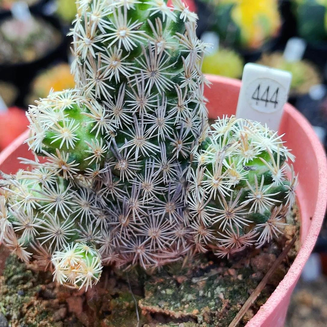 紫王子非偏远地区满25包邮仙人球裸根