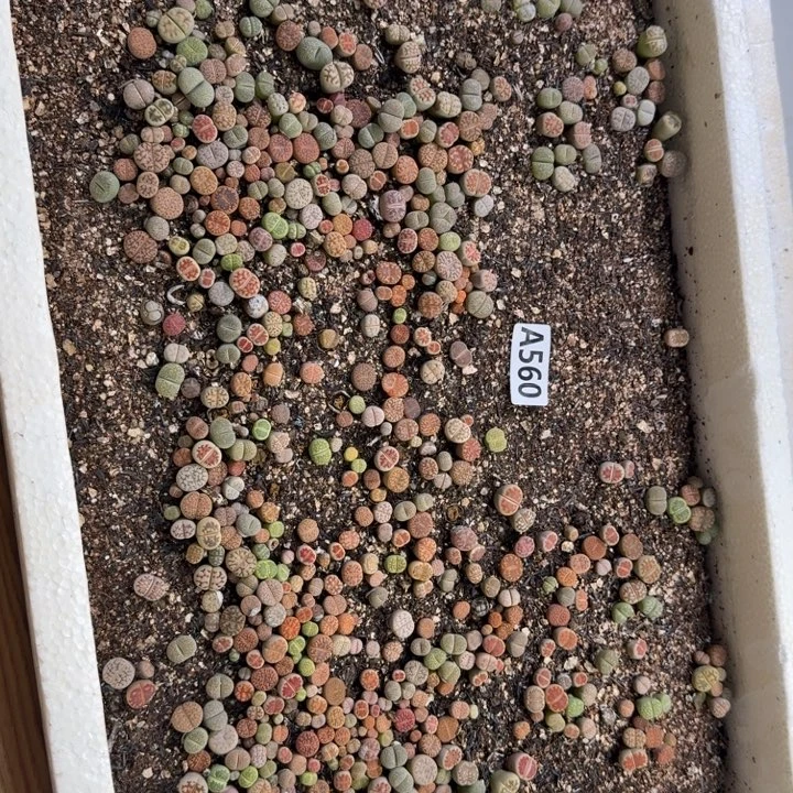 生560石花整筐脱土发货