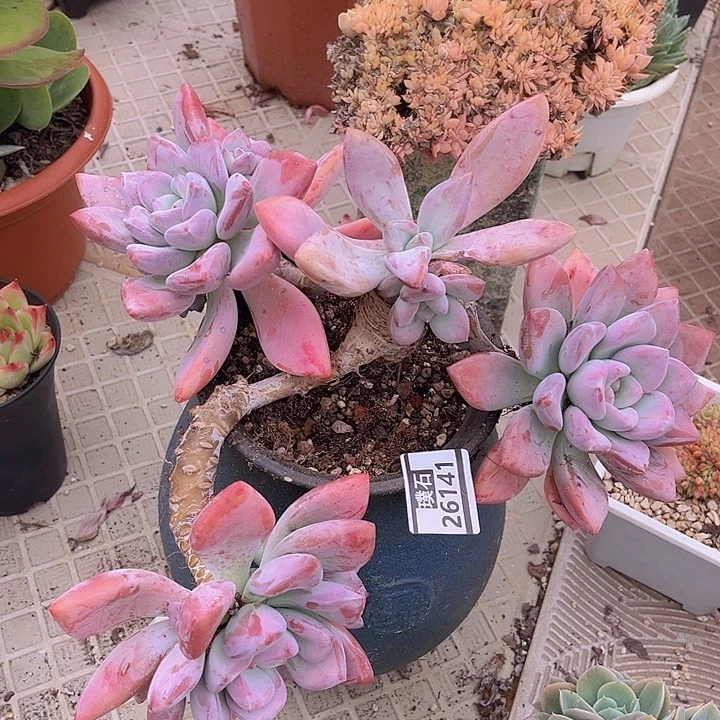奥普26141多肉植物