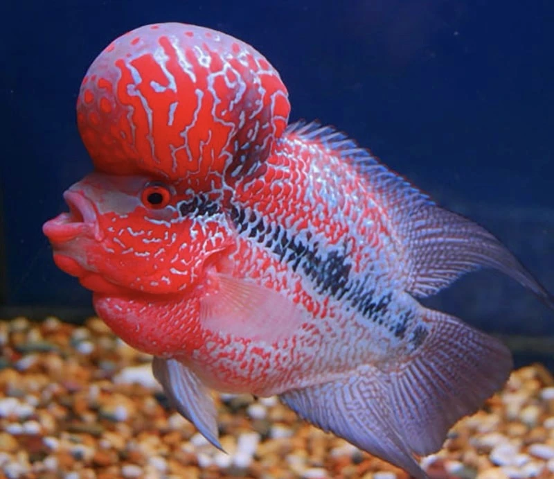 罗汉鱼精品宠物活体鱼鸿运当头火凤经典精品观赏鱼