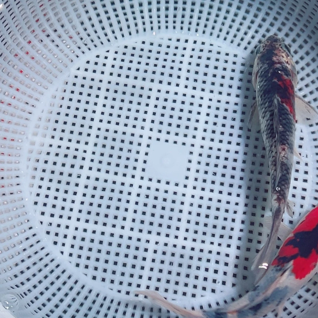 锦鲤锦鲤观赏鱼1111