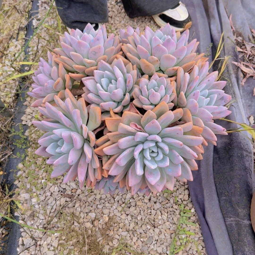 8号奥普多肉植物物流