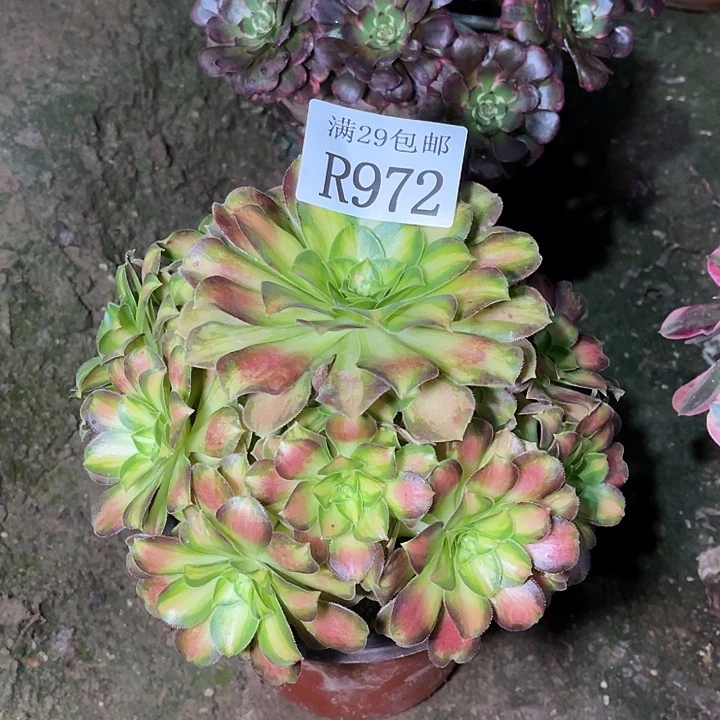 972韶华多肉植物
