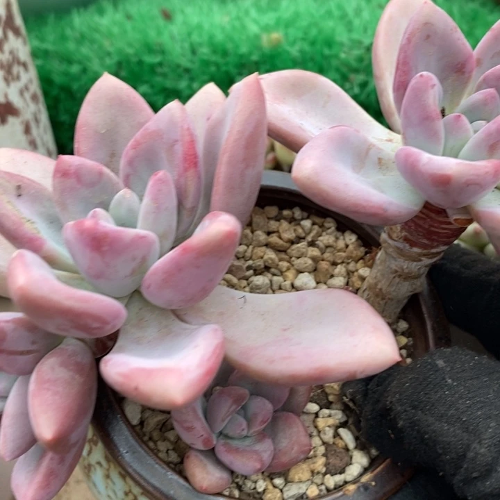 奥普琳娜小老桩整无砍多肉