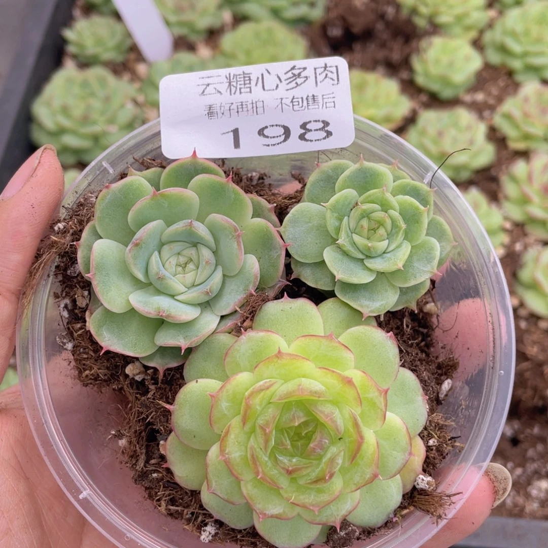 云糖心多肉植物198