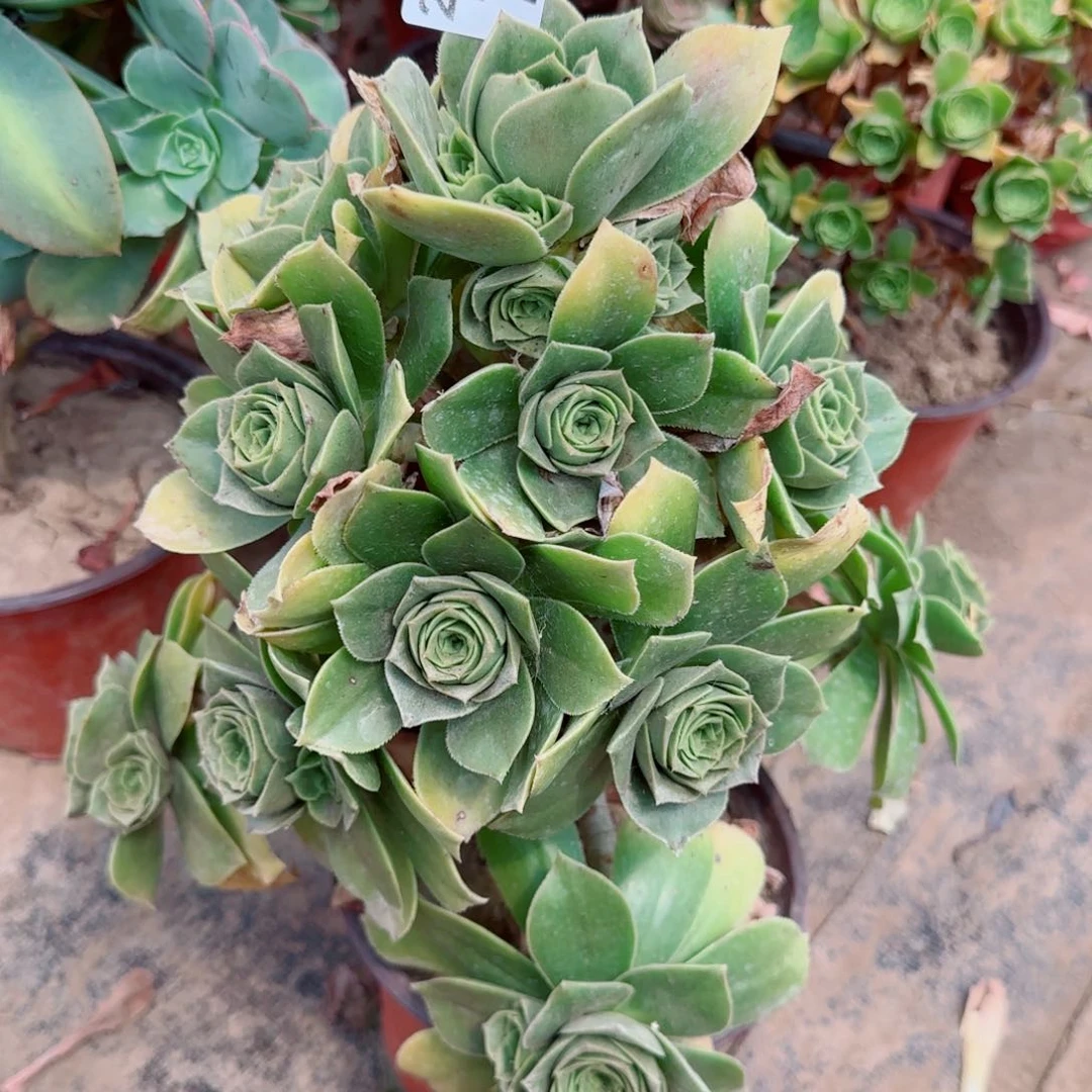 香腹多肉729满20包邮断枝不包