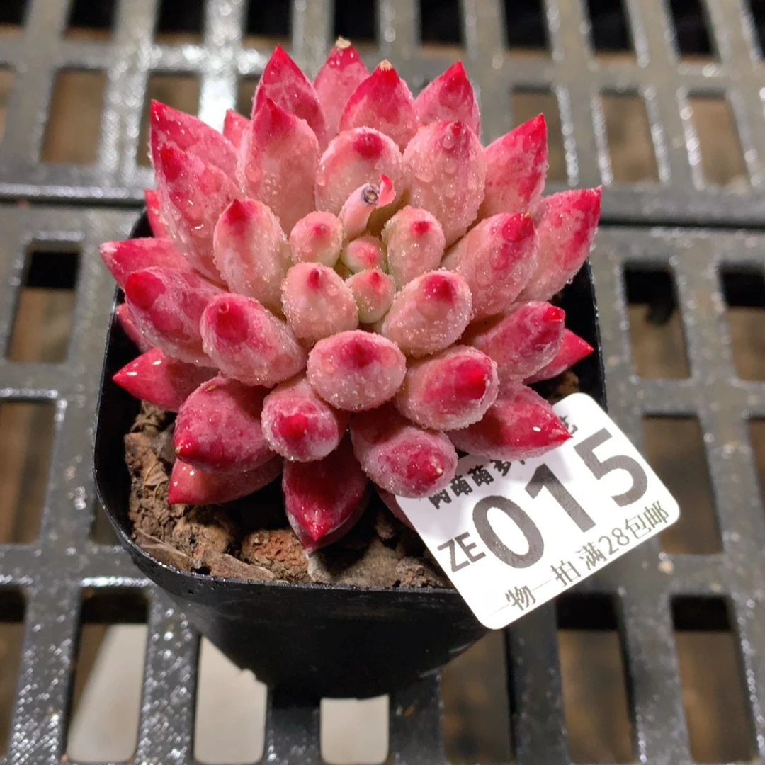 肉萌萌拇指盆精控多肉ZE015