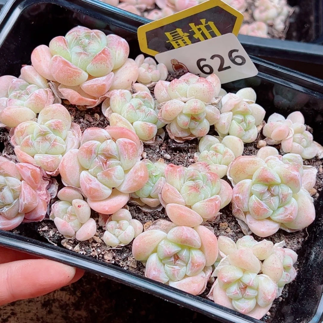 多肉植物多肉植物