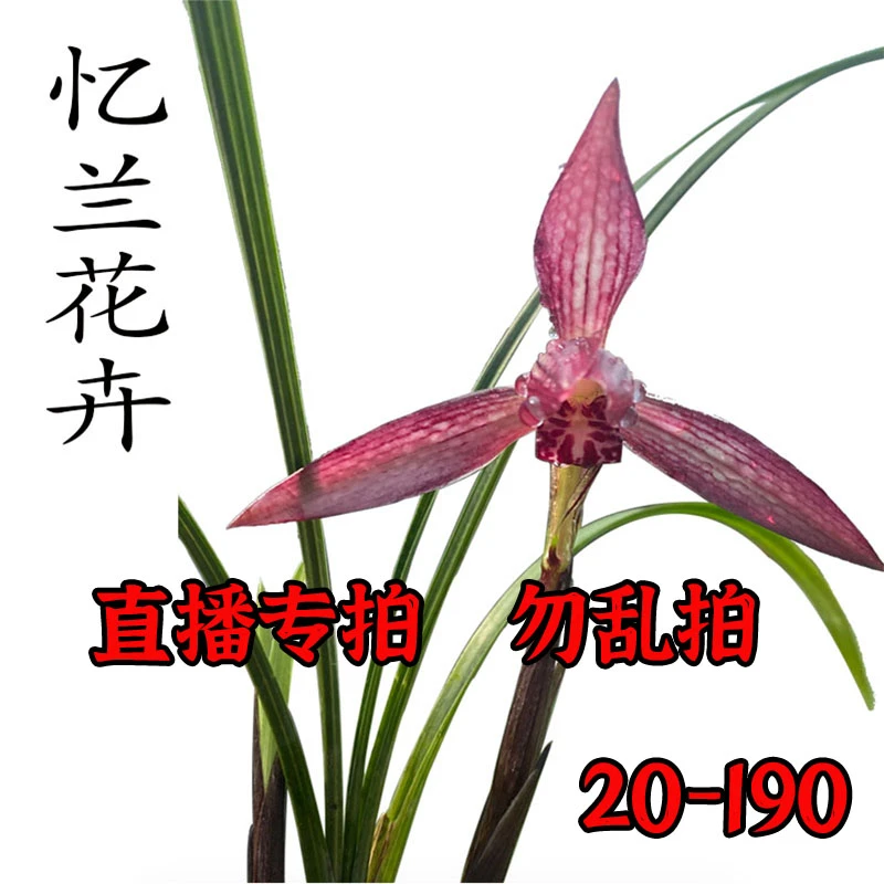 【20-190】浓香型兰花兰花苗建兰墨兰春兰莲瓣兰春剑寒兰蕙兰