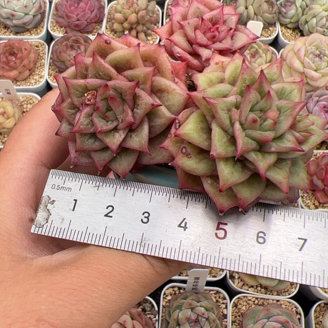 020 多肉植物组合盆栽