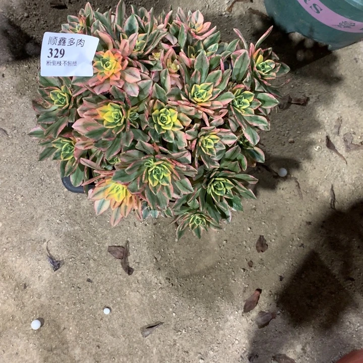 329甜茶多肉植物特价