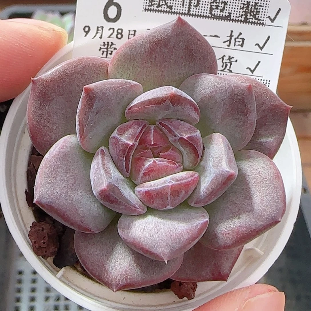 多肉0928--06琥珀天使珍妮