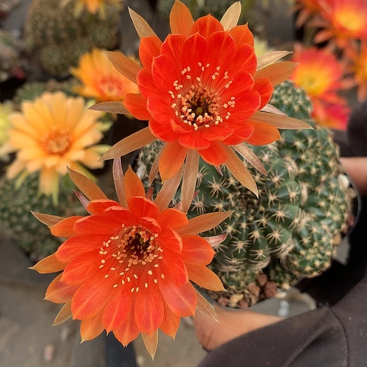 734 实生丽花7厘米盆