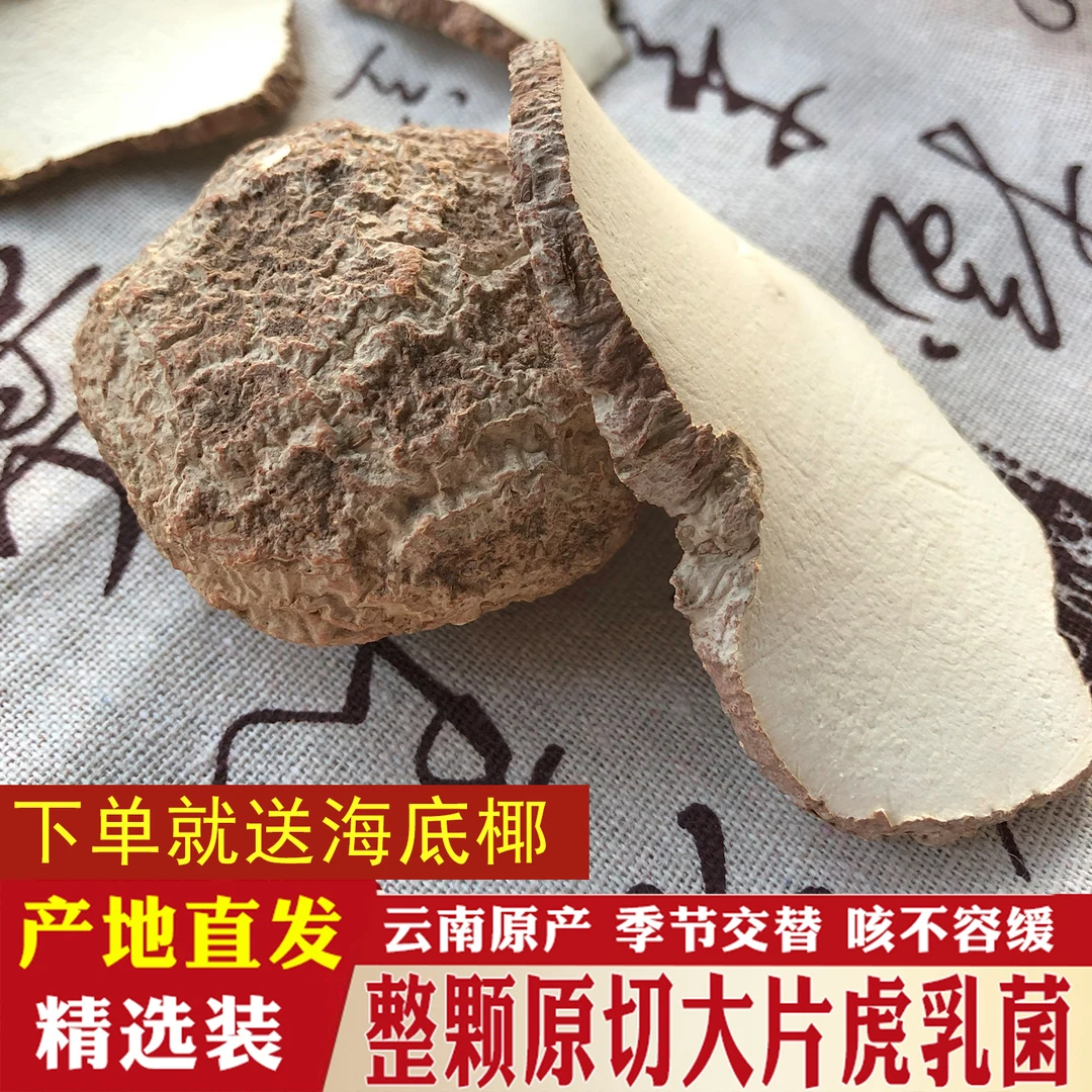 云南虎乳菌高品质炖煮虎奶菌干货切片虎乳灵芝