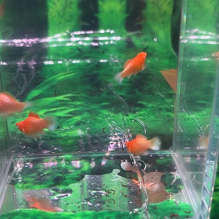 孔雀鱼精品柠檬玛丽球苗6条
