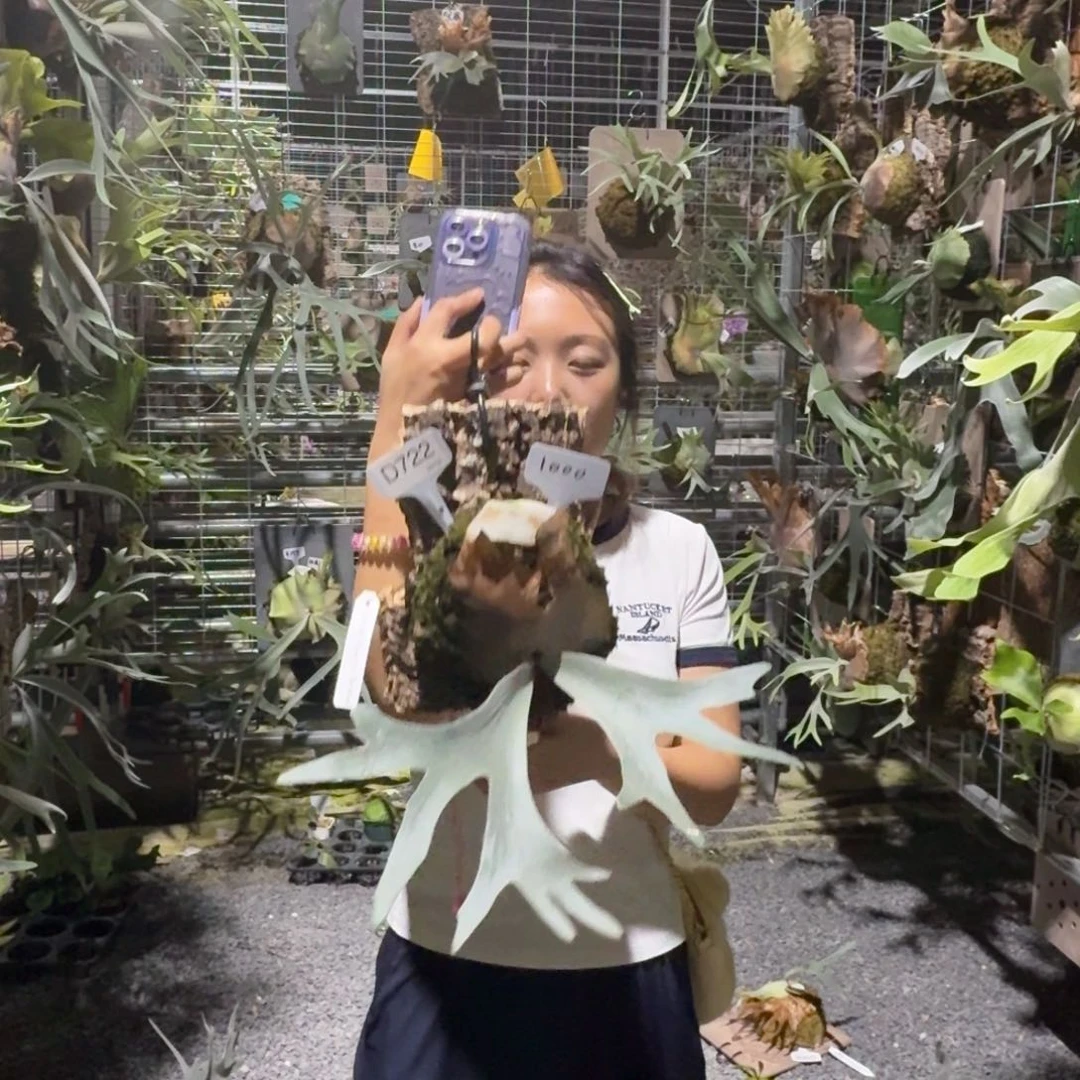 无花朵D722-伊真火山