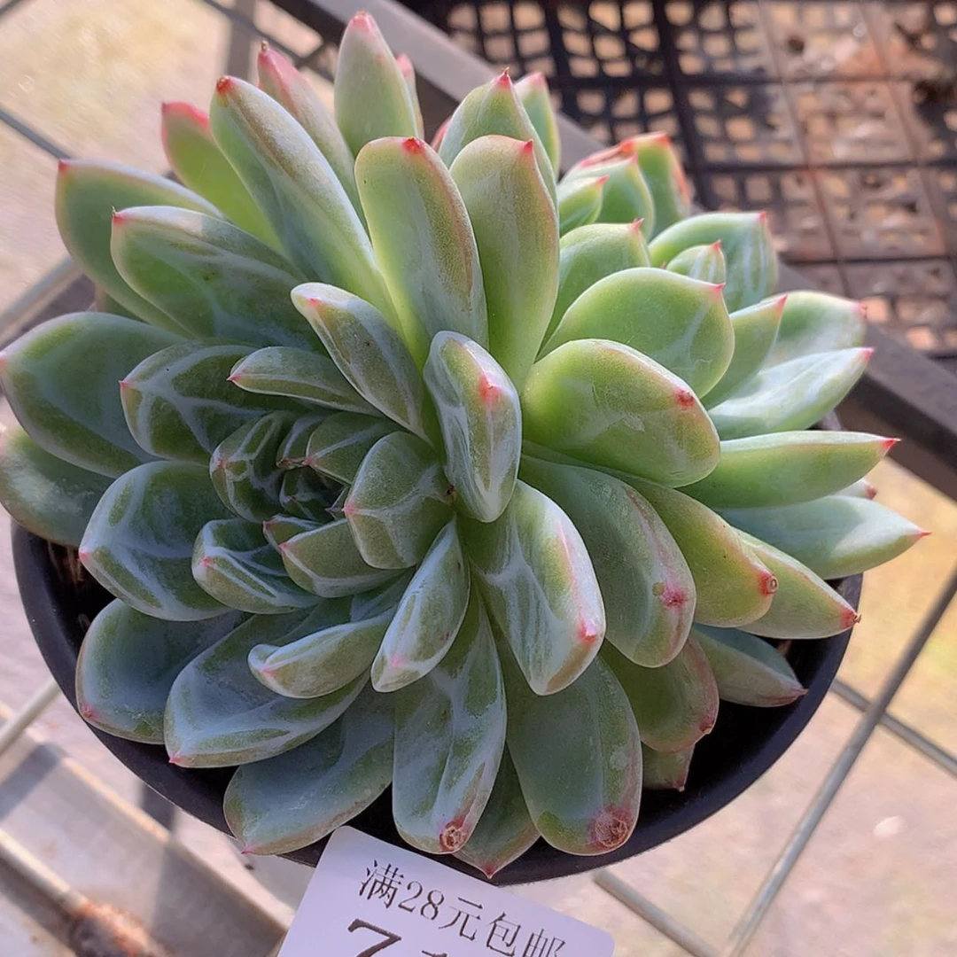 【闪购商品】云717号雪花珍妮13厘米